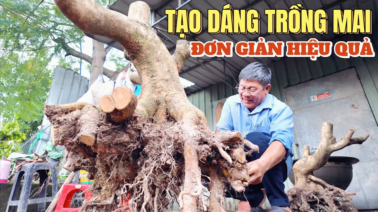 Cắt tạo dáng trồng cây phôi mai vàng tuyệt chiêu đơn giản mà hiệu quả cao vườn mai Út Đực nổi tiếng