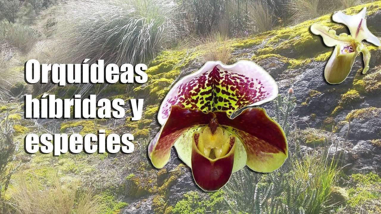 Orquídeas híbridos y Orquídeas especies: ¿Qué son y en qué se diferencian? || Orquiplanet