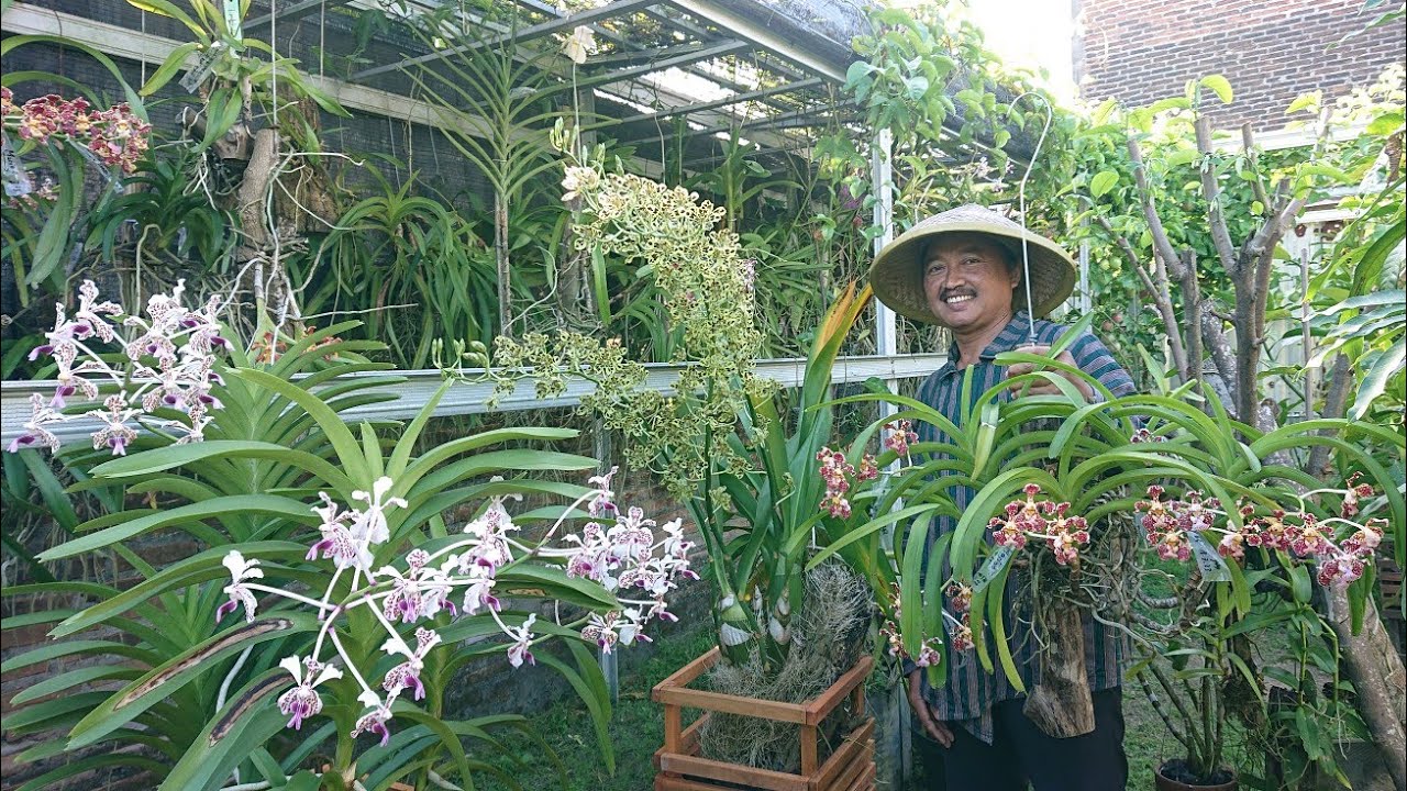 TOP!! Kebun full Anggrek Vanda koleksi Pak Sugeng Blitar Jawa Timur Indonesia