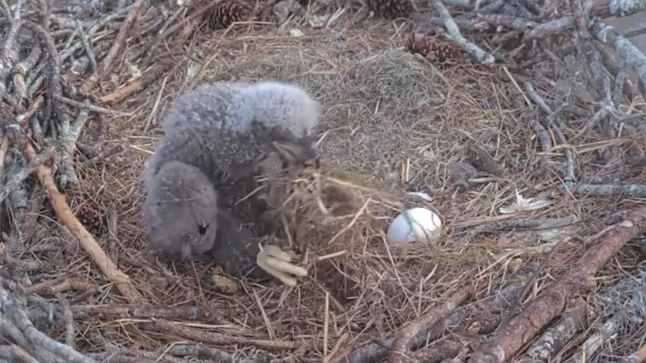 Cute eaglet practice nest cleaning | SWFL Eagles | Jan 13, 2026