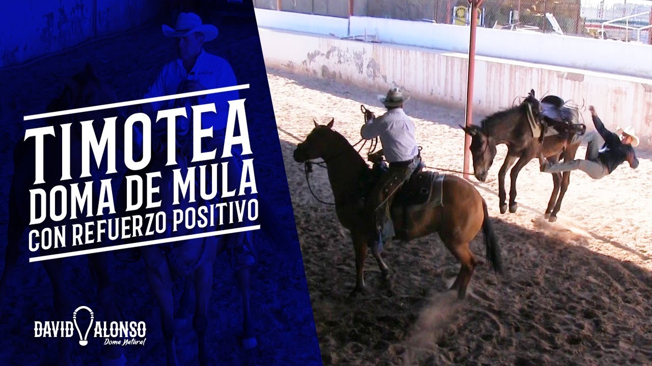 Timotea - Doma de mula con refuerzo positivo