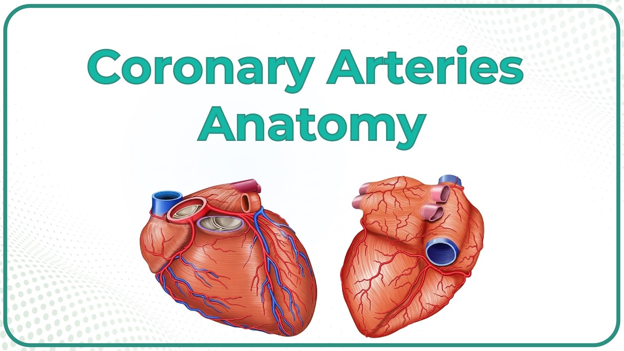 Coronary Arteries Anatomy Animation or Coronary circulation or Blood supply of heart  🫀