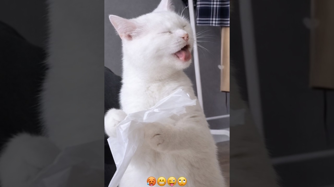 These Animals Are Absolutely Hilarious 😂 | Viral Pet Moments