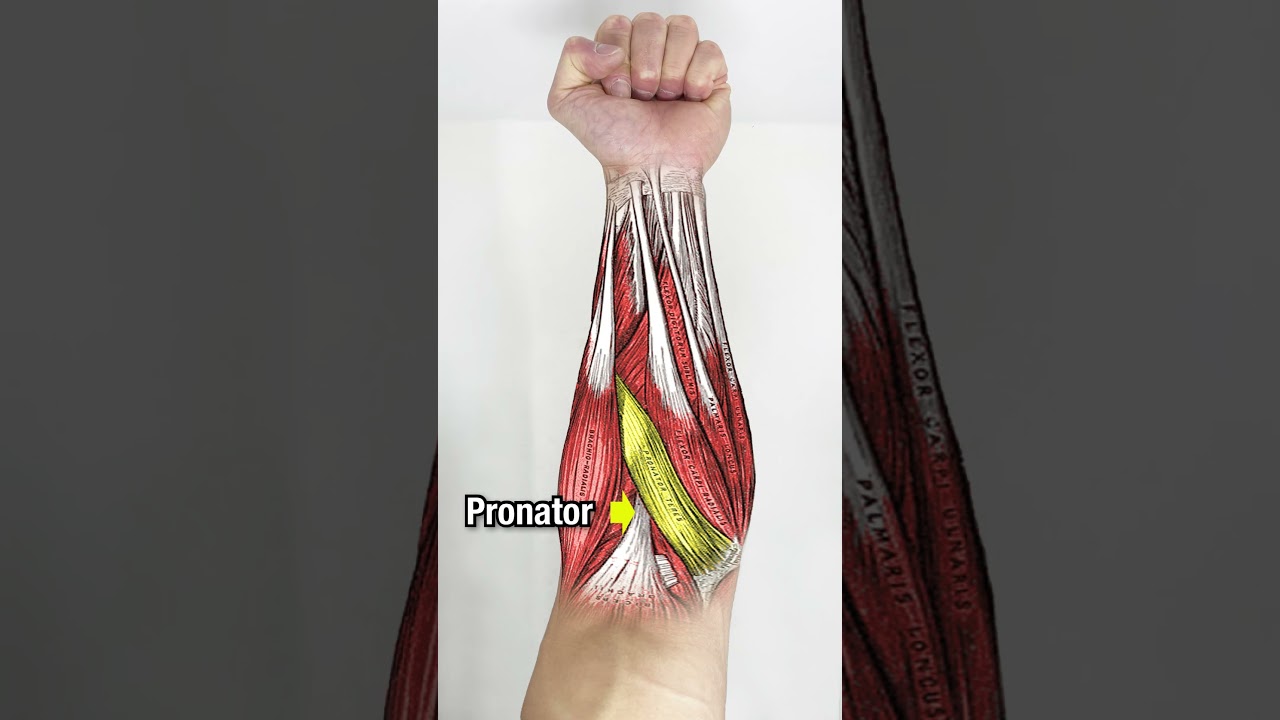 Хотите БОЛЬШИЕ предплечья? СДЕЛАЙТЕ ЭТО!