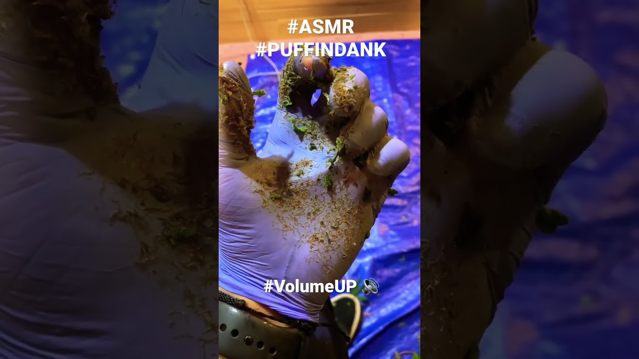 #ASMR Pt.2 #weed #sticky #gorillaglue #PUFFINDANK