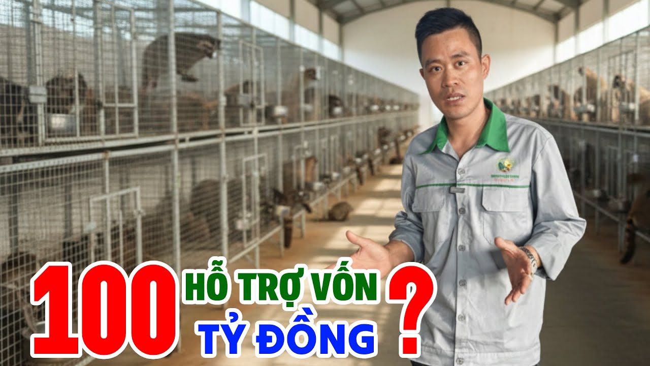 CHĂN NUÔI 2026 HỖ TRỢ 100 TỶ Mô Hình Chăn Nuôi Chồn Mốc Lớn Trung Quốc Có Đáng Đầu Tư?