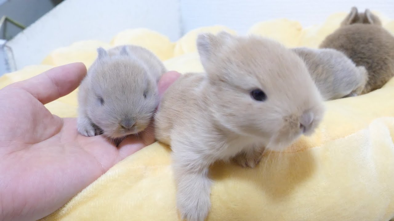 目が開いたばかりで「人」に興味津々な四つ子赤ちゃんうさぎ