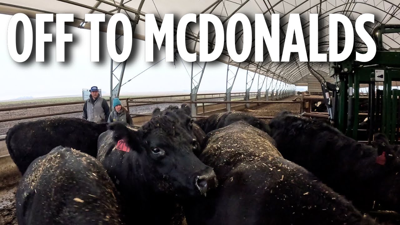 Hauling Cull Cows To Town -- they are off to Mcdonald's!