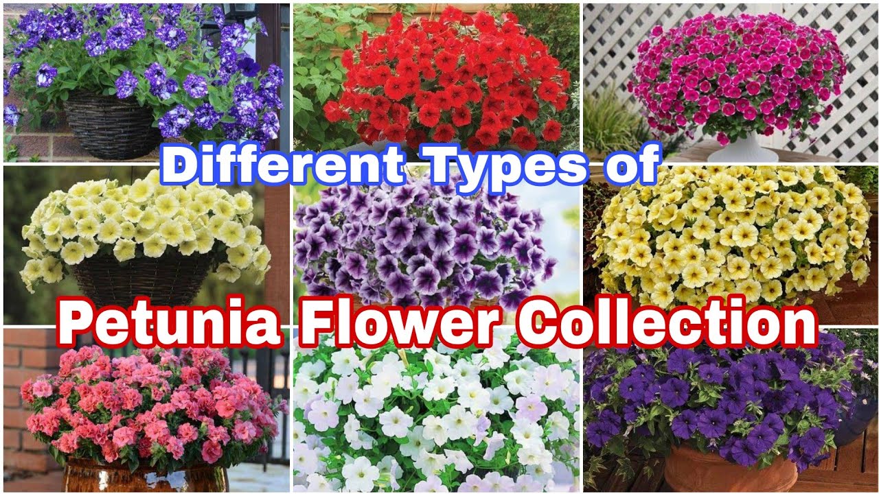40 Best Types of Petunia Flower Collection || Best Petunia Varieties | Varieties of Petunia Flowers