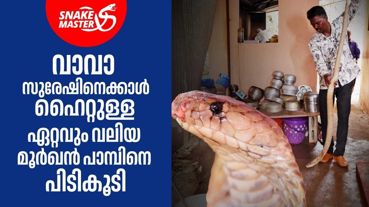 വാവാ സുരേഷിനെക്കാൾ ഹൈറ്റുള്ള ഏറ്റവും വലിയ മൂർഖൻ പാമ്പിനെ പിടികൂടി | Cobra | Snakemaster 1081