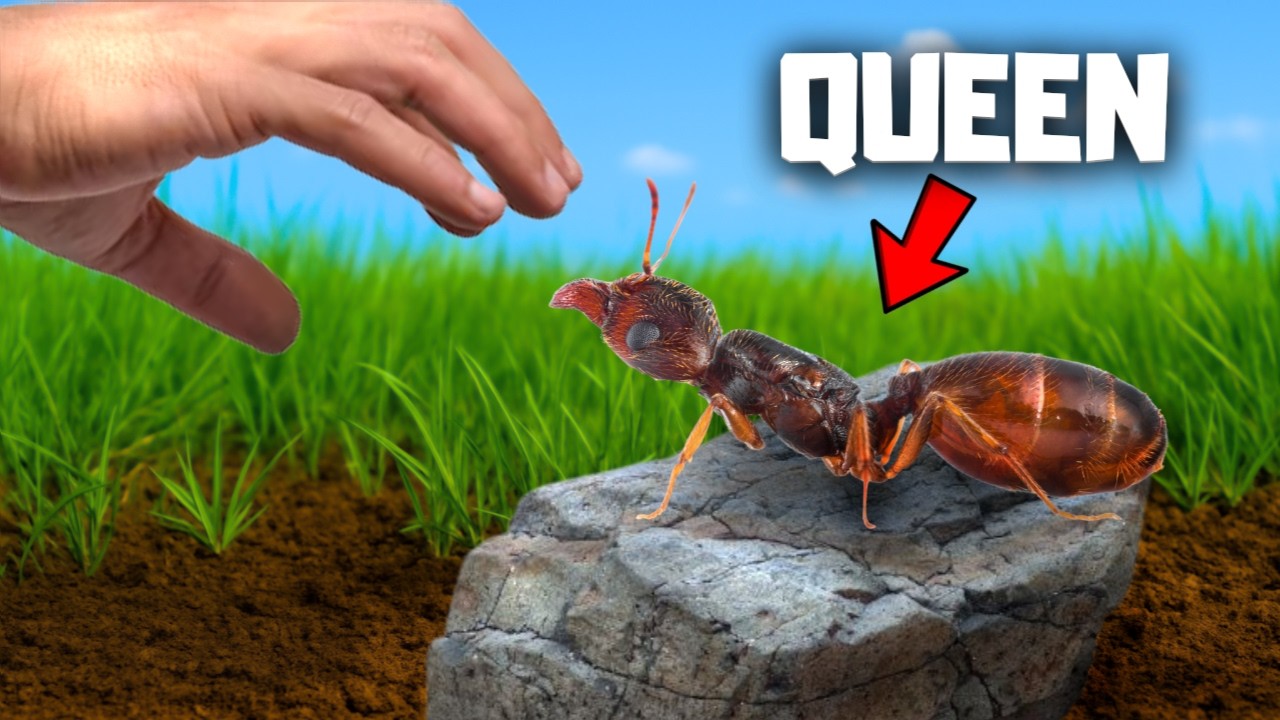 I Kidnapped a Queen Ant From The Wild, This Happened