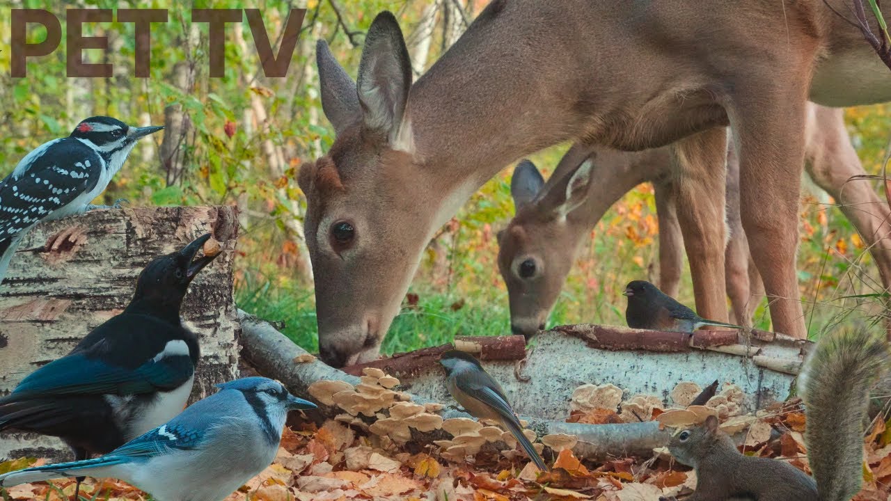 Dog TV &bull; Cat TV - Wildlife Up-Close 🦌 Peaceful Nature With Deer, Squirrels, & Birds