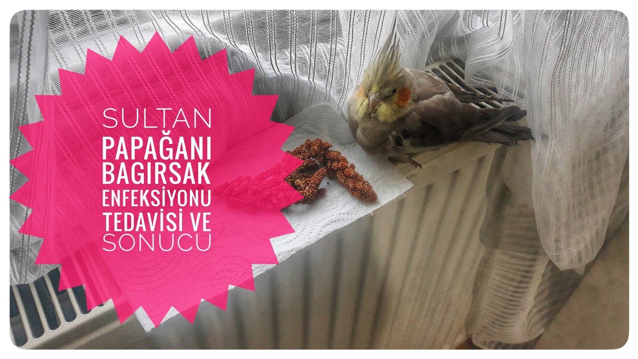 Sultan Papağanı Bagırsak Enfeksiyonu Tedavisi ve Sonucu