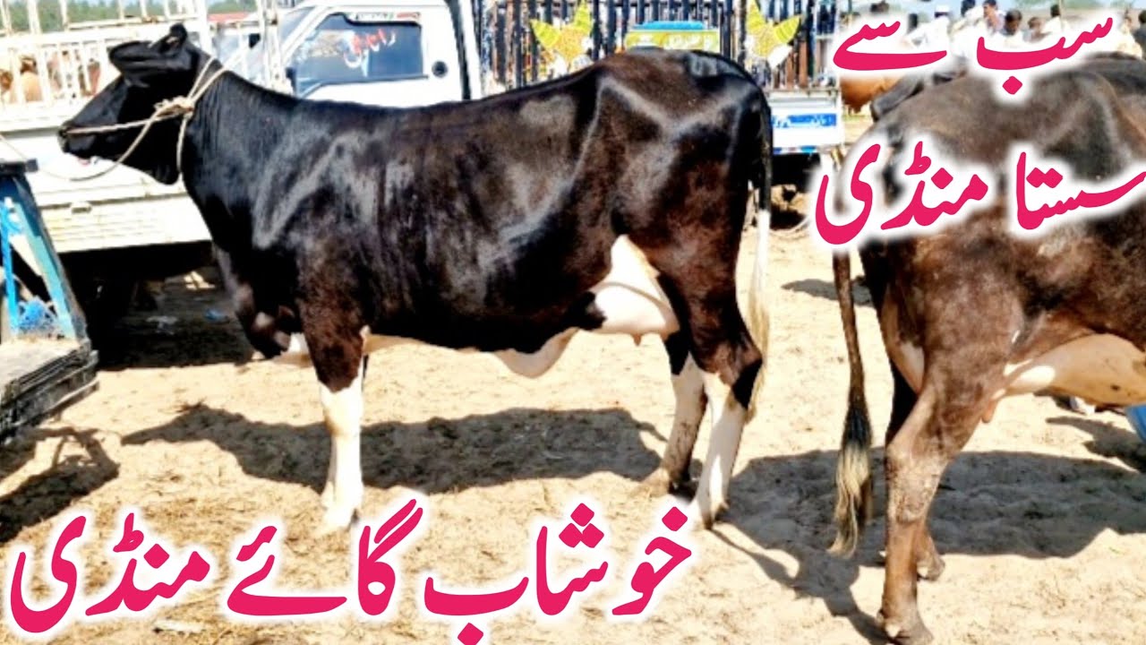 Khushab Cow Mandi | Cholistani Friesian Cross Cow || Global Village Farming