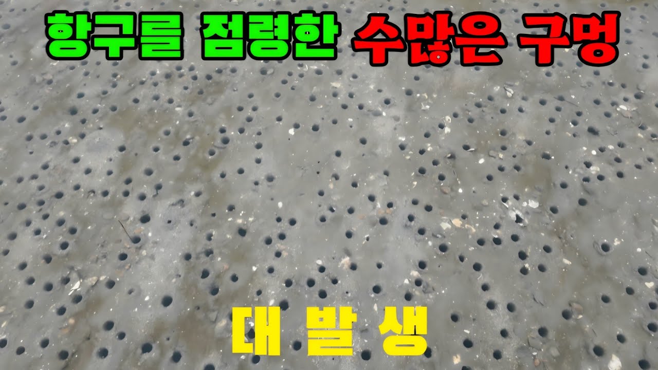 항구에 대 난리난 상황! 직접 잡아 먹었더니 맛이 엄청납니다
