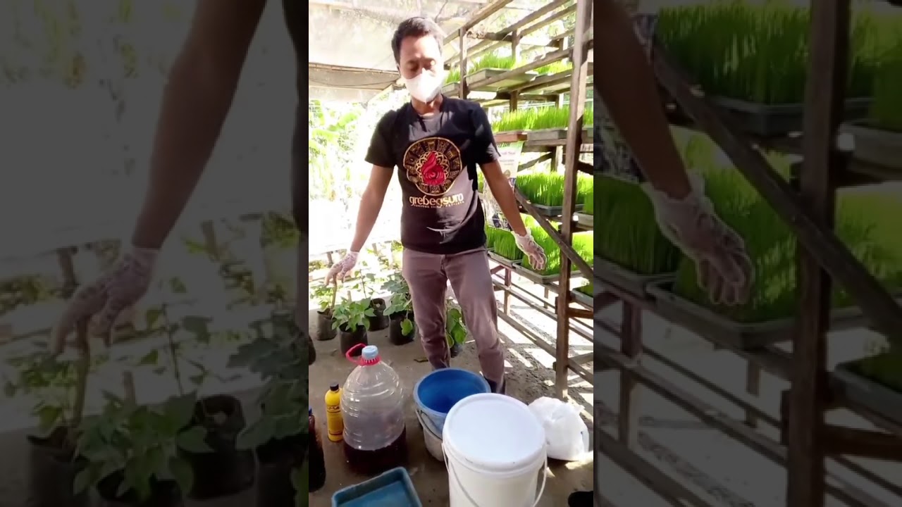 Limbah Popok Jadi Media Tanam 