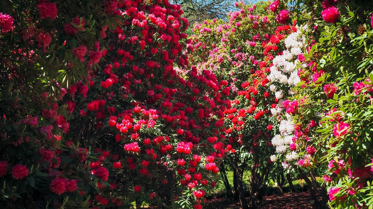 4K HDR - Rhododendrons and azaleas in full bloom in Villa Carlotta