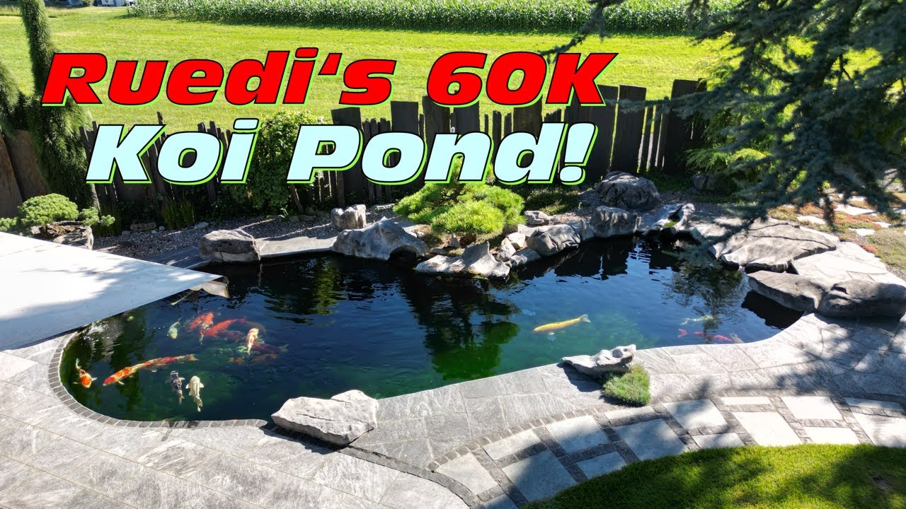 Ruedi‘s fantastischer 60000 Liter Koi Teich mit Jumbo Besatz!