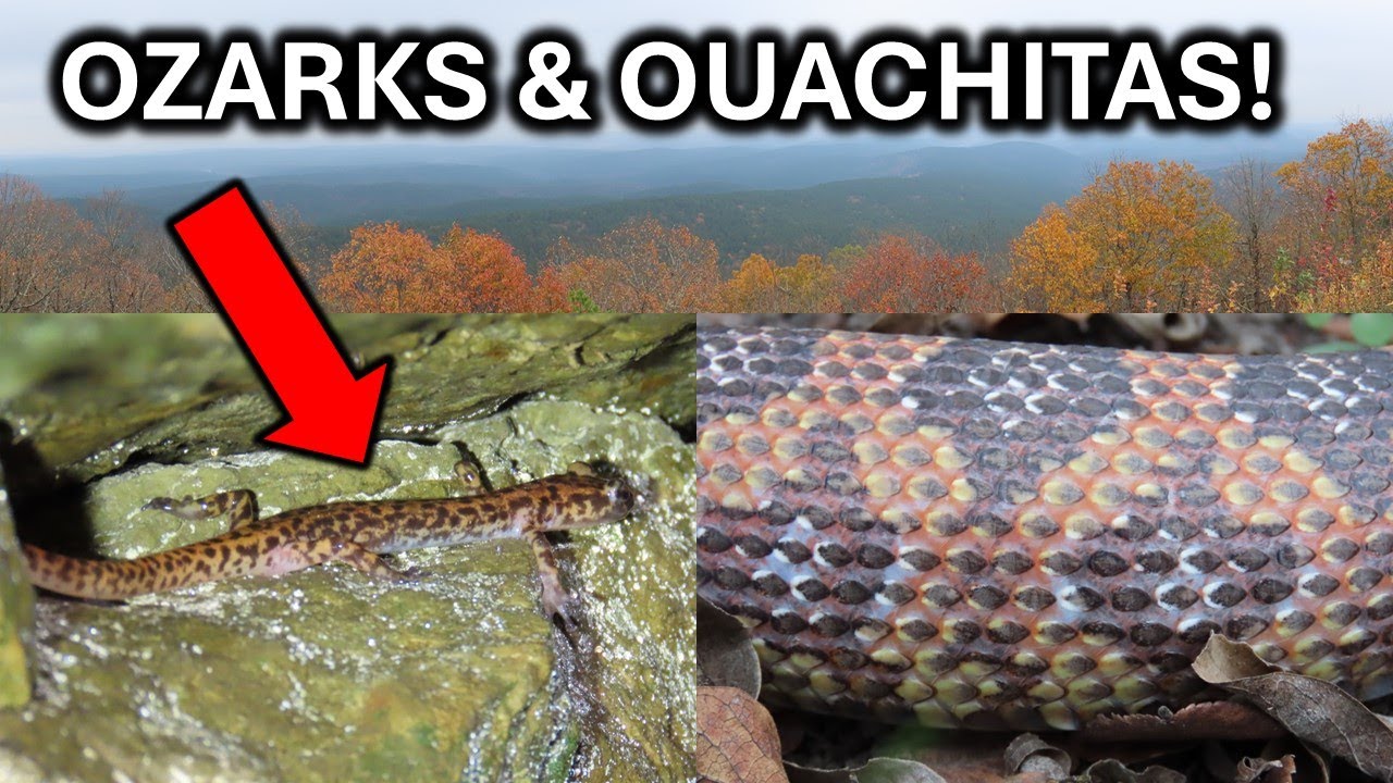 Ozarks and Ouachitas! - Herping AR, OK, and TX for Lifer Salamanders