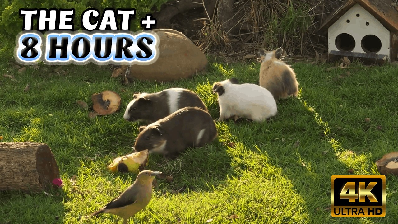 TV FOR CATS - CAT TV: The 8-Hour ULTIMATE Centenary Collection! @Nature 4K TV 128