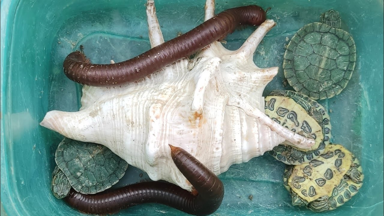 Menemukan Bekicot Pelangi, Kerang Laut, Kerang,Kelomang,kaki Seribu, Penyu,Luwing, Lipan,Katak#me435