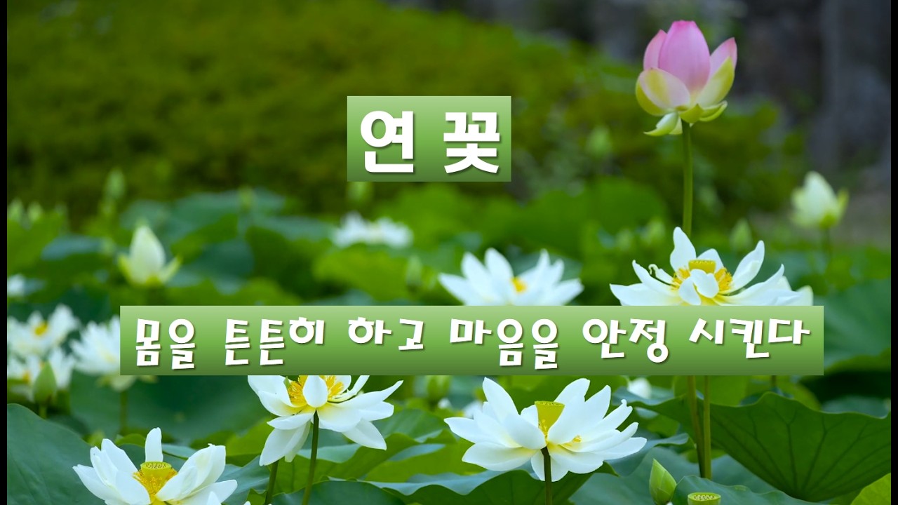 연꽃 - 몸을 튼튼히하고 마음을 안정시킨다