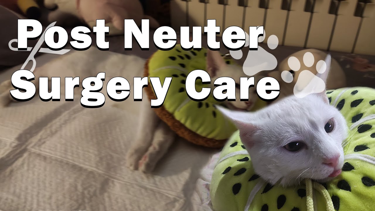 My Cat's Journey | Post Neuter Care Explained | Things You Should Do After Neuter Surgery