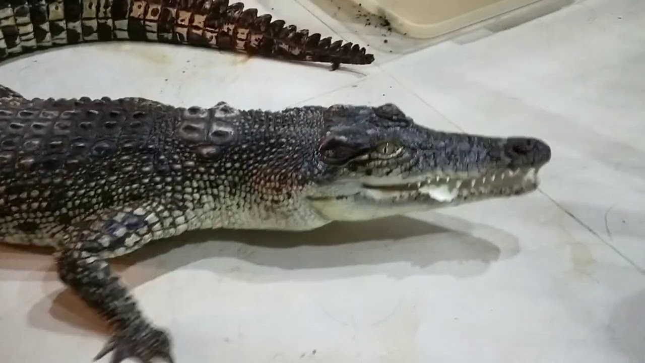 『鱷魚』哩馬邦邦忙-世界最大的爬蟲類:河口鱷 (The largest reptile : Saltwater crocodile )