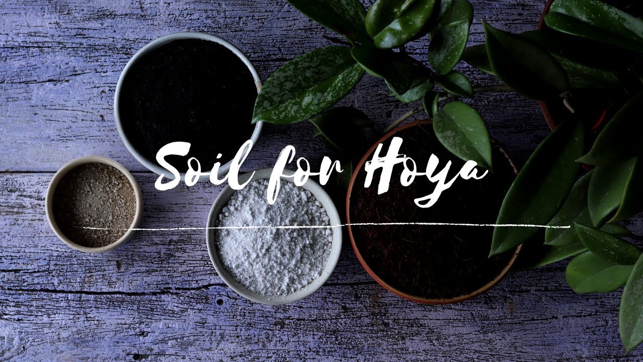 Soil preparation for Hoya & planting new Hoyas! // হোয়ার মাটি তৈরি ও নতুন হোয়া প্রতিস্থাপন