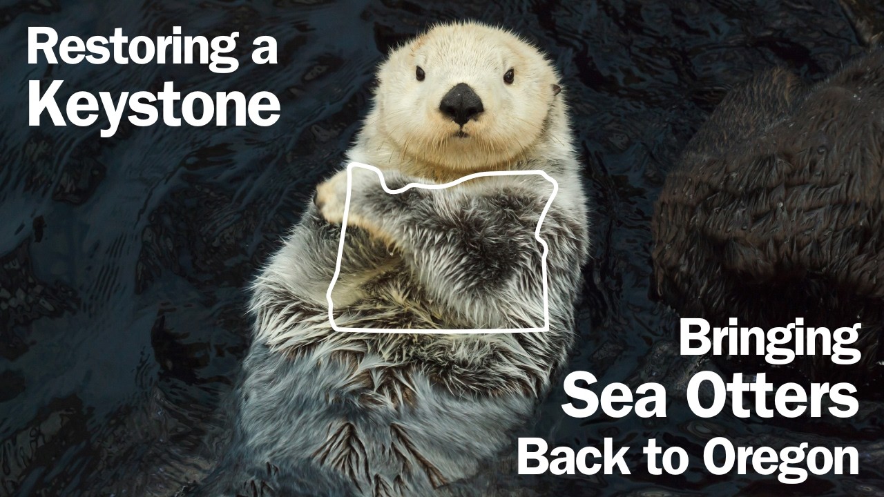 Bringing Sea Otters Back to Oregon
