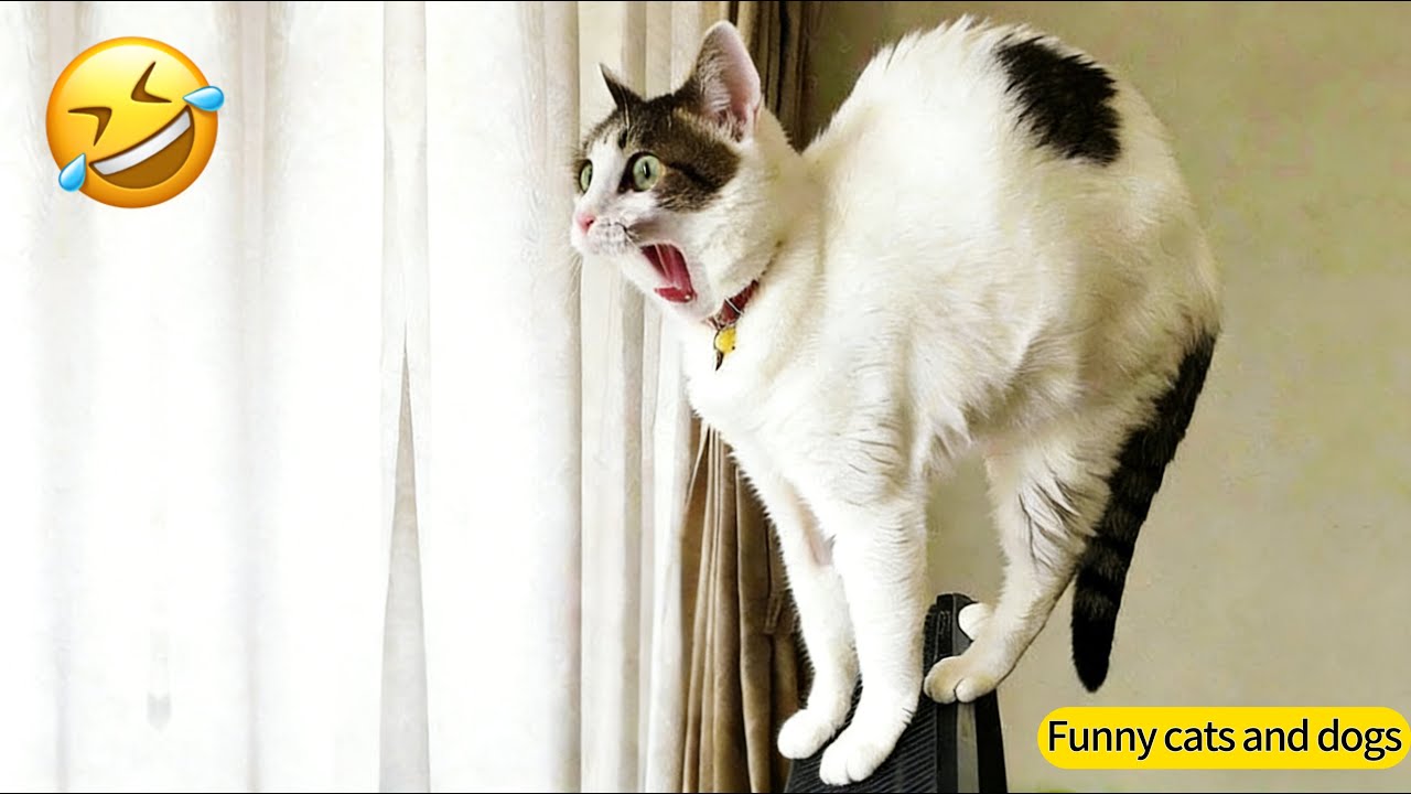 2026 Funny cat, challenge to hold back laughter, you laugh and you lose
