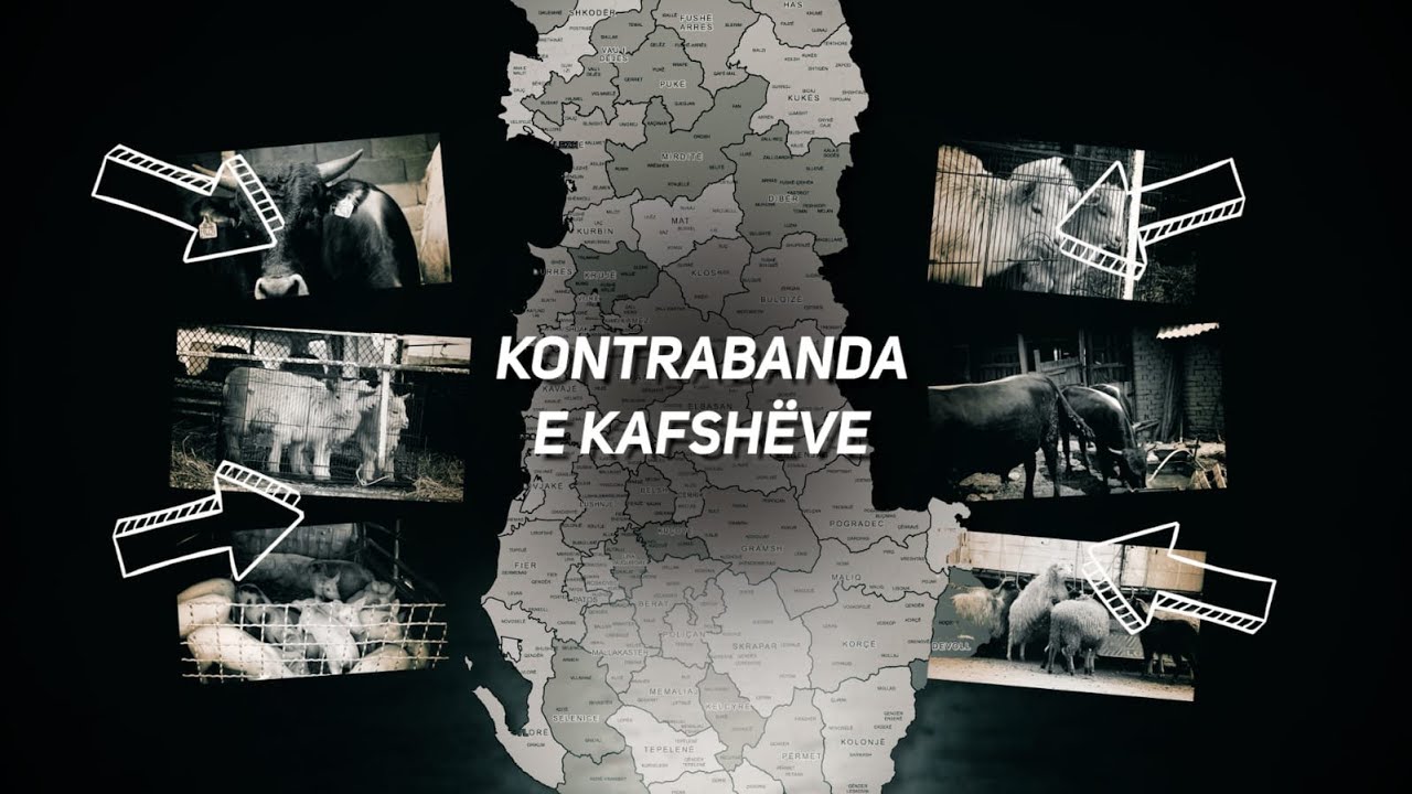 ‘Kontrabanda e kafshëve’- Si falsifikohen dokumentet për kafshë të dyshuara me sëmundje-Inside Story