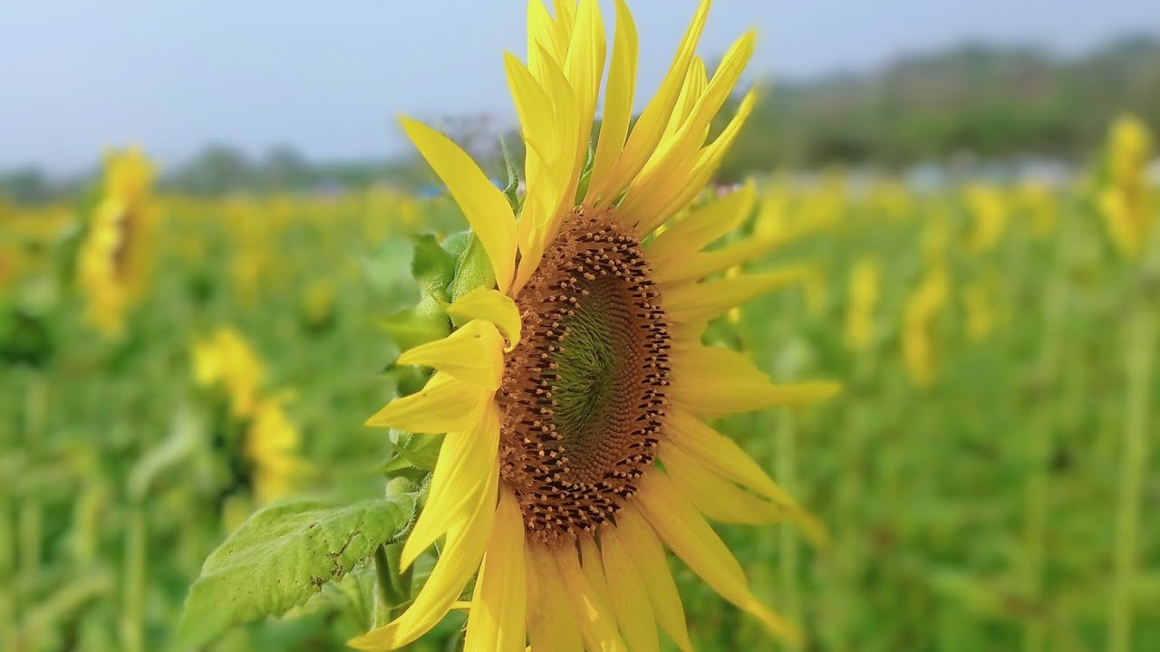 Sunflower bagan garobadha Asinagre sunday march date 1/2026