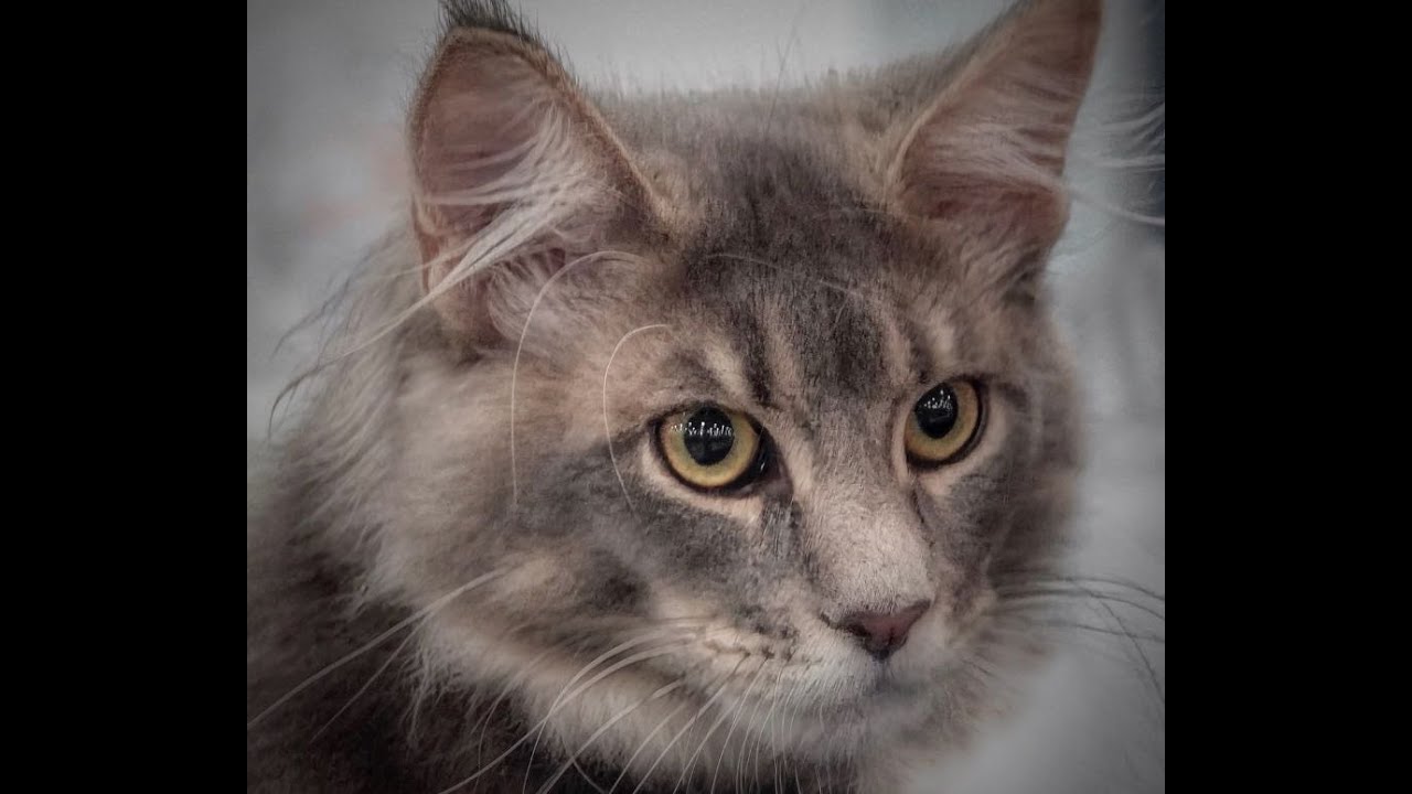 A Cat Tale