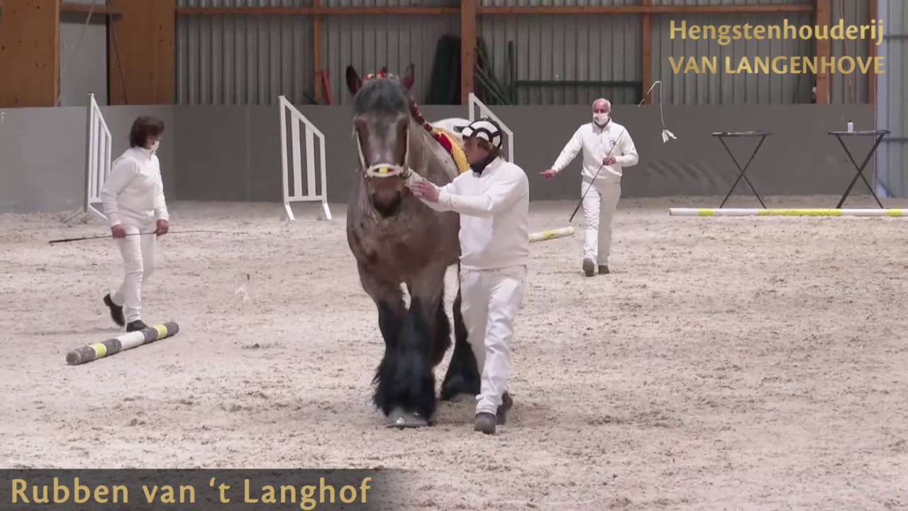 Rubben van 't Langhof - Belgisch trekpaard hengst - Goedgekeurd