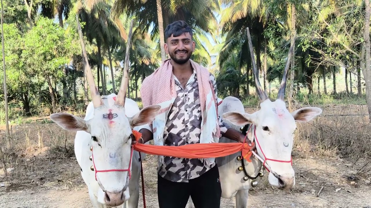 ಶ್ರೀ ನಂದಿಬಸವೇಶ್ವರ ಜಾತ್ರೆ ಕಡೆ ಹಲ್ಲಿನ ಹಸುಗಳು 