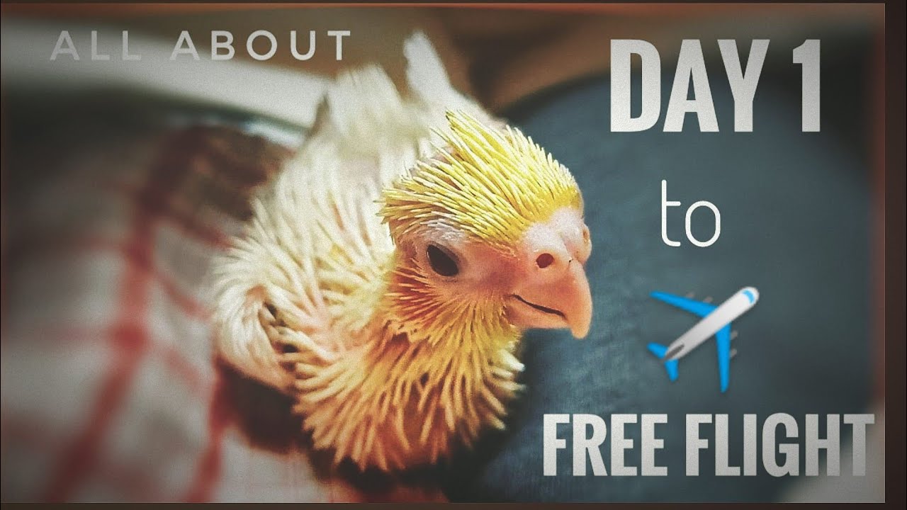 my pet bird raised from day 1 to free flight. cockatiel bird hand feeding and training.