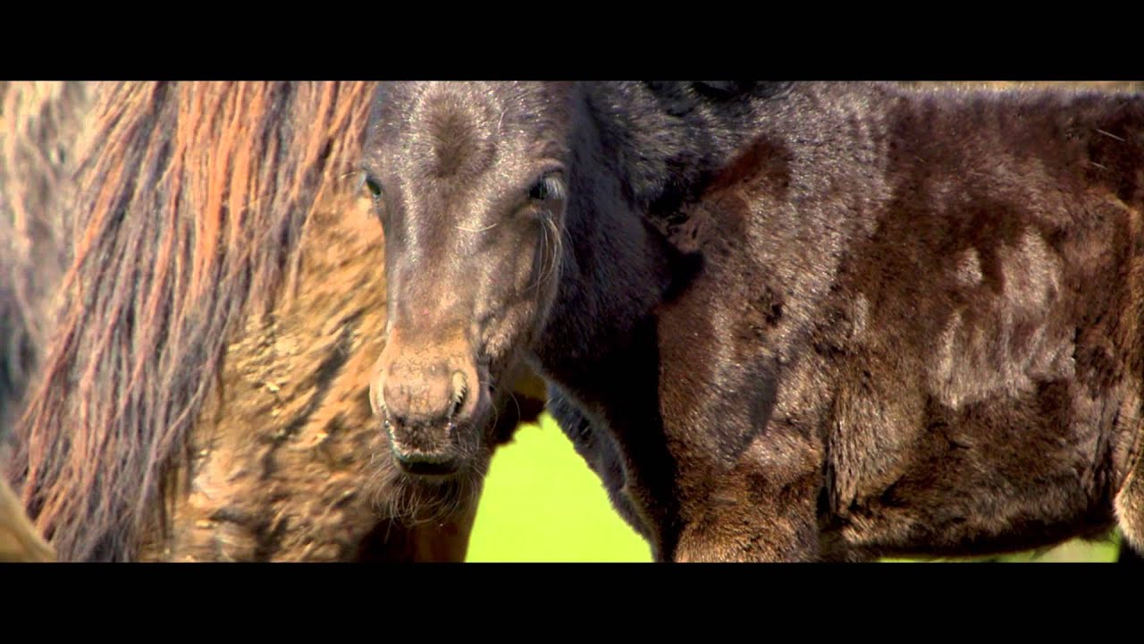 Wildpferde - 1000 Koniks - Die heimlichen Herrscher des Graslands