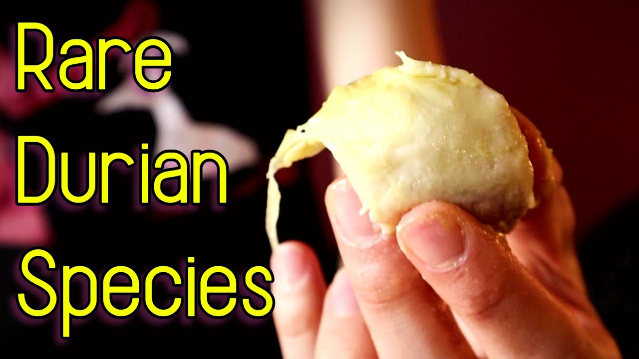 Дегустация редкого вида дуриана (Durio lowianus) — Weird Fruit Explorer