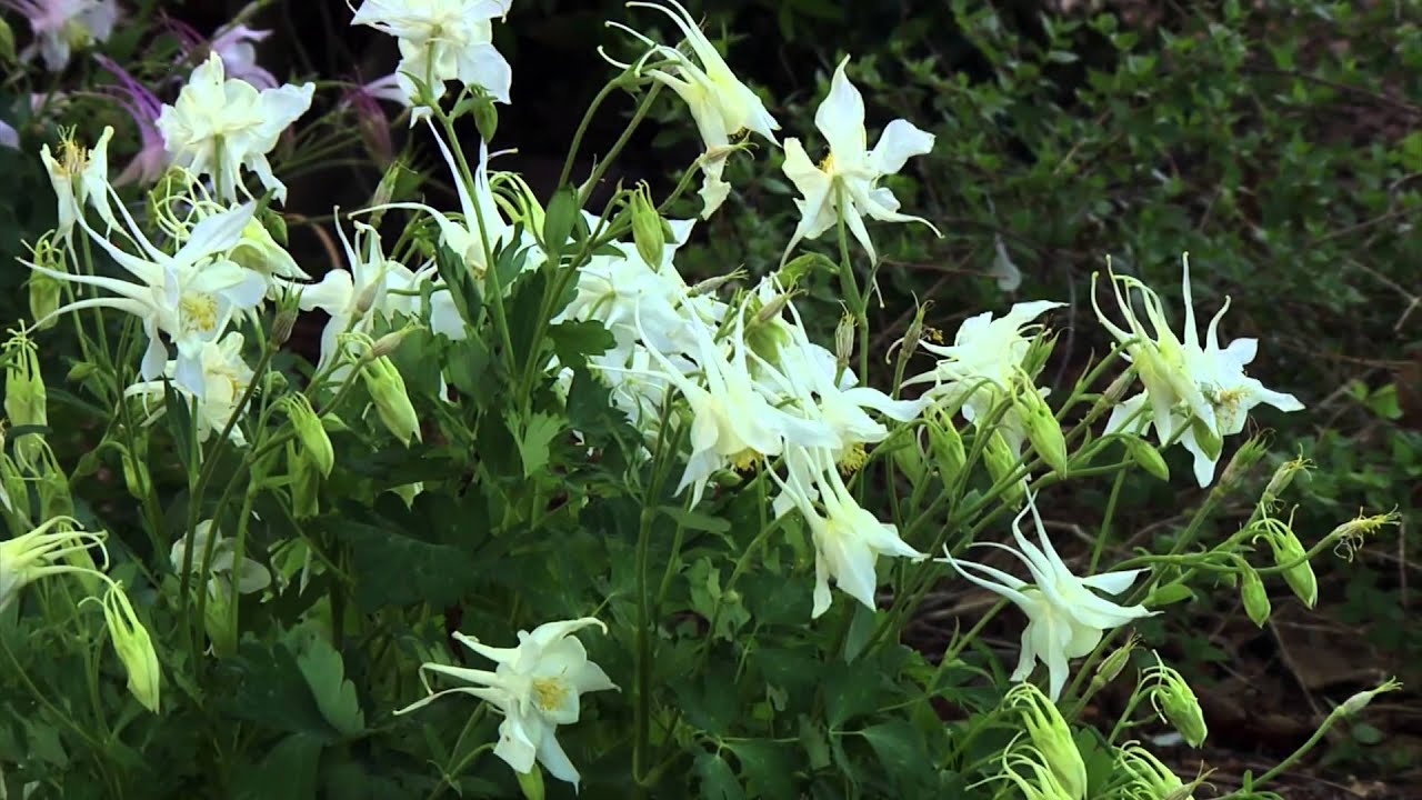 Hummingbird Plants for Spring