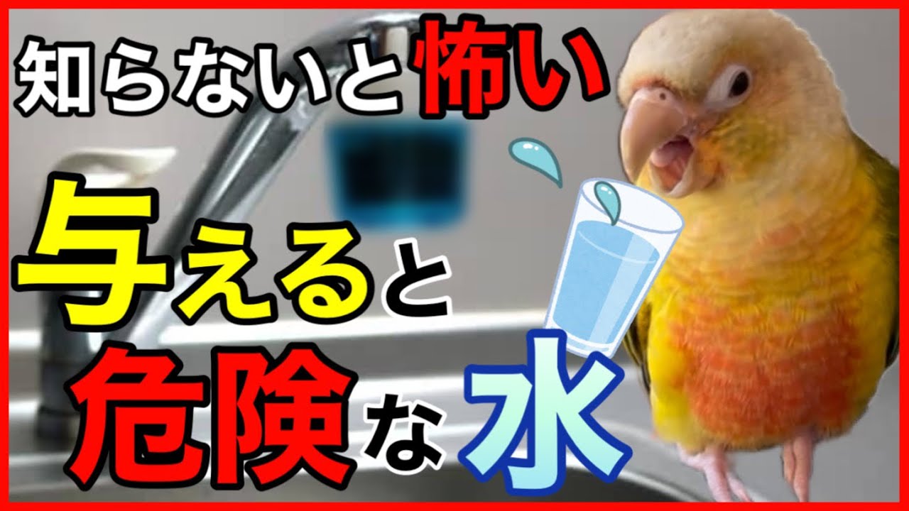 【インコの飲み水】水道水がヤバイ？安全な水と危険な水を徹底解説！