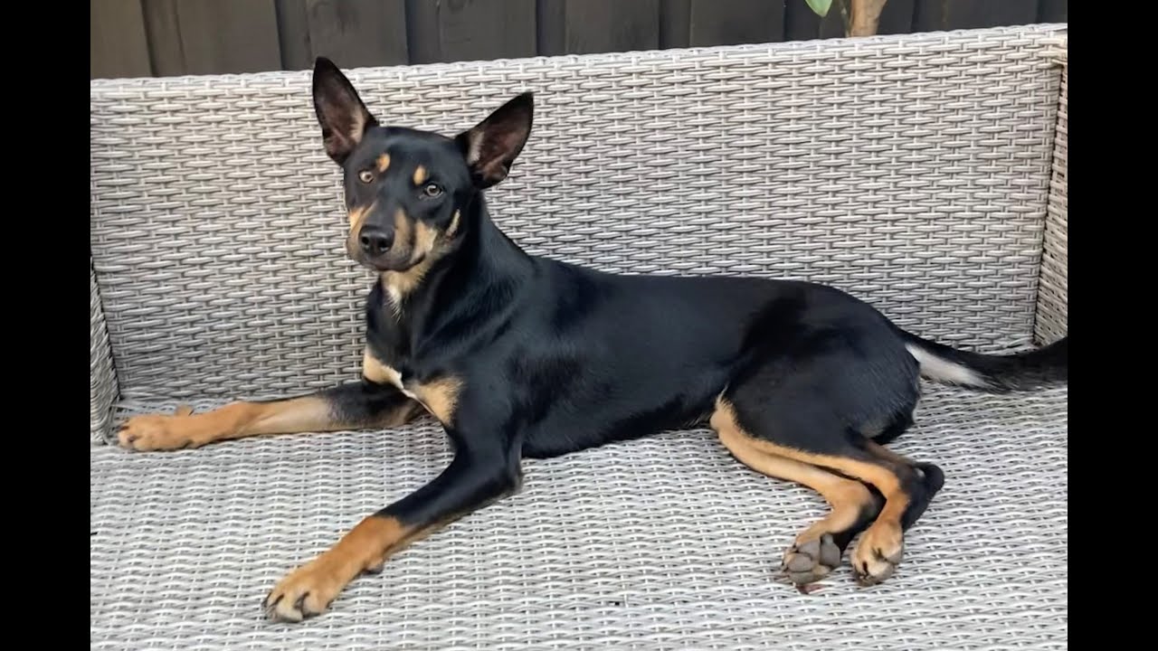 5 Minutes of Australian Kelpie Daily Videos