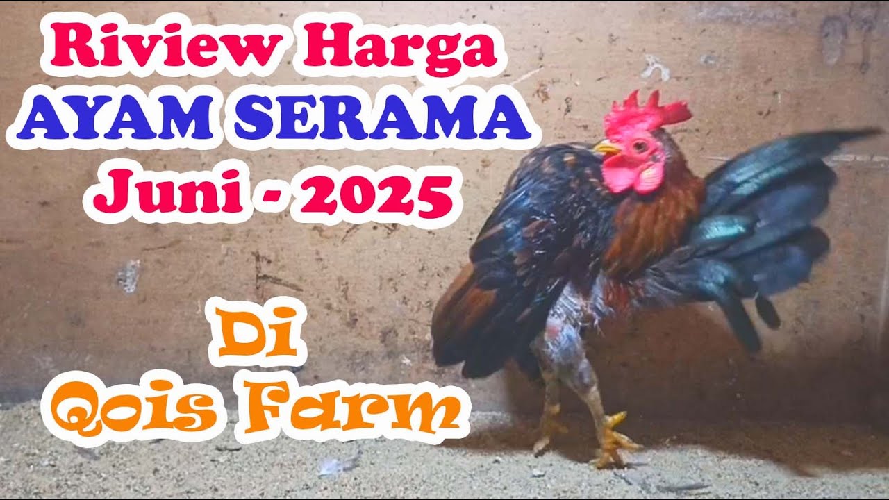 Riview Harga Ayam Serama Juni 2025