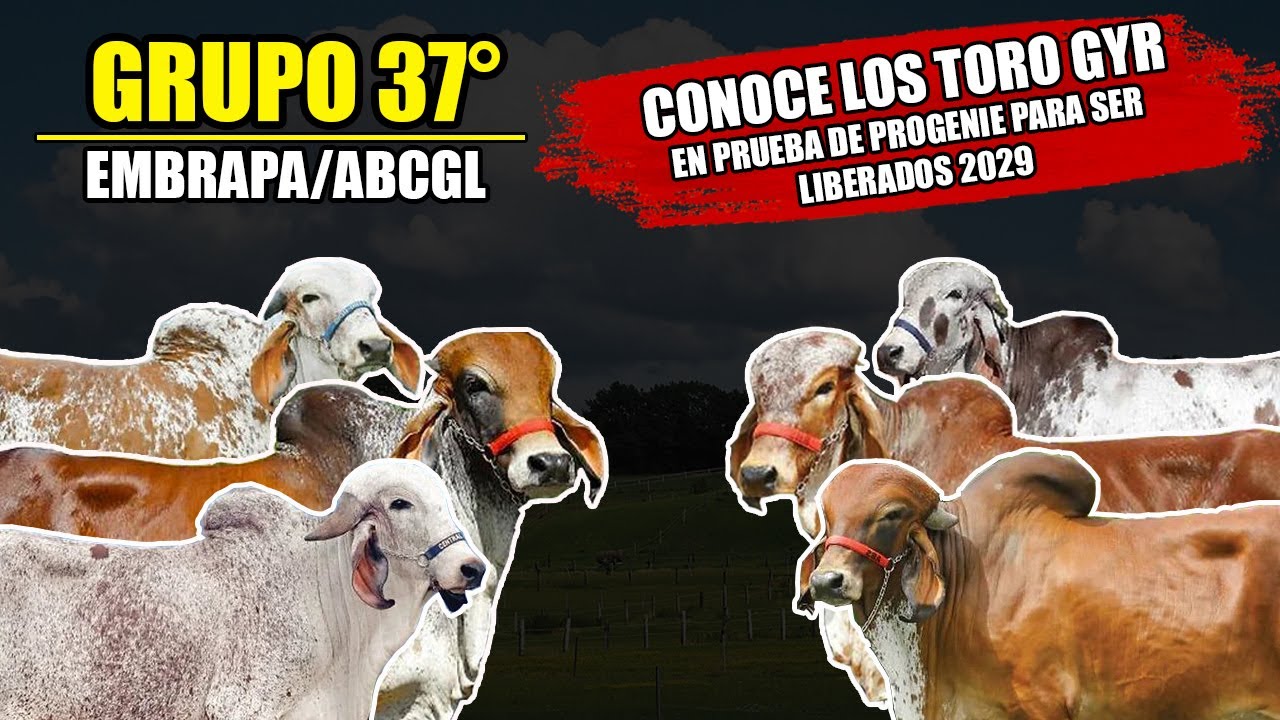 CONOCE LOS TOROS GYR EN PRUEBA DE PROGENIE GRUPO 37°-ABCGIL/EMBRAPA