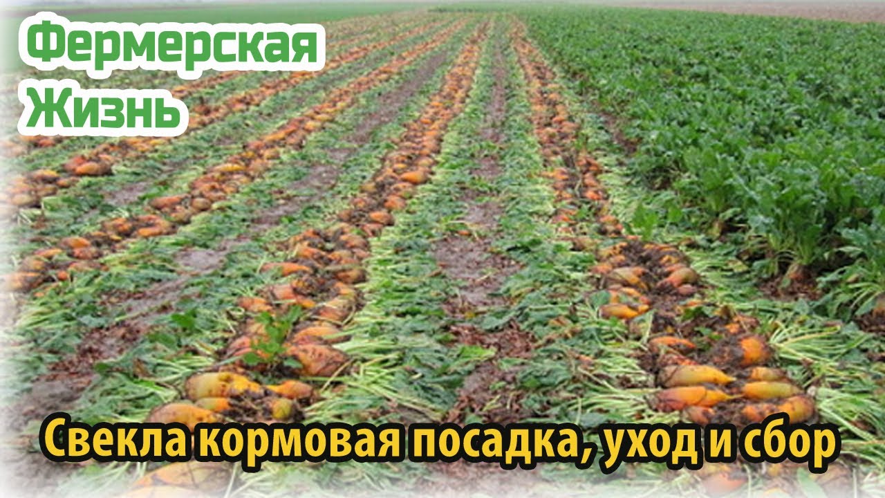 Свекла кормовая посадка, уход и сбор