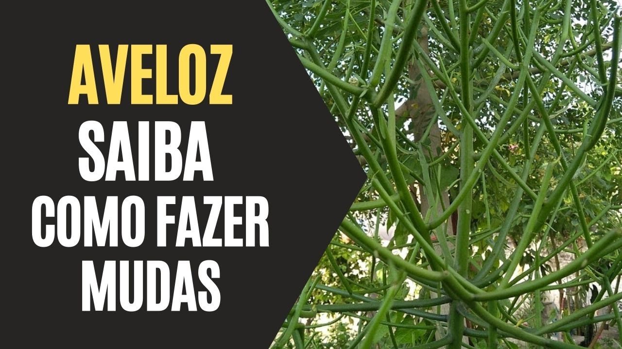 Aveloz: Saiba Como Fazer Mudas