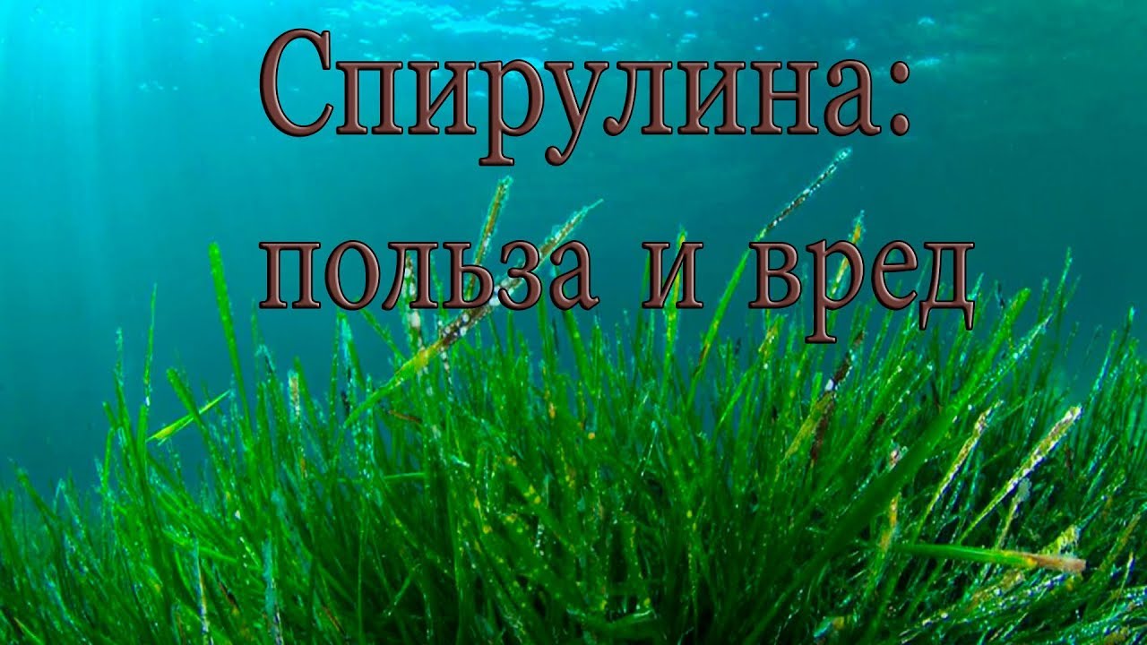 Спирулина: польза и вред