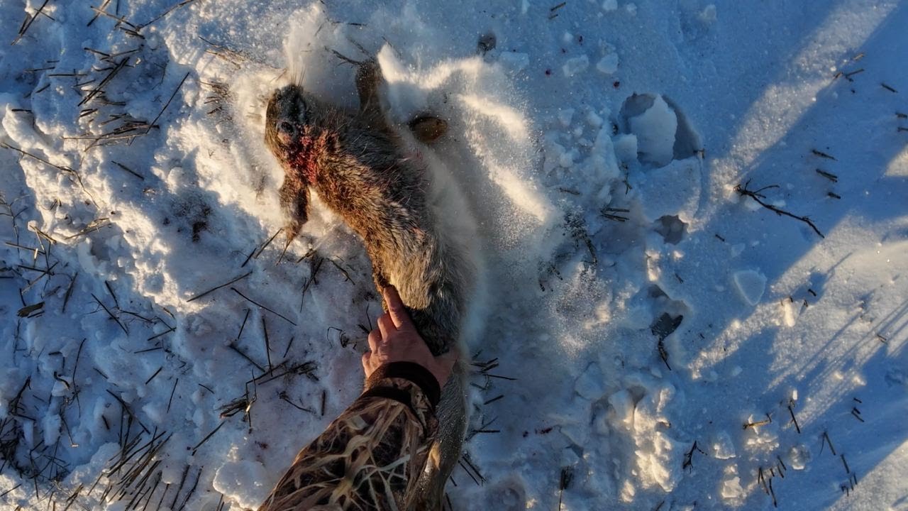Охота на зайца с подхода в мороз -22&deg;C. Зимняя охота 2023-2024