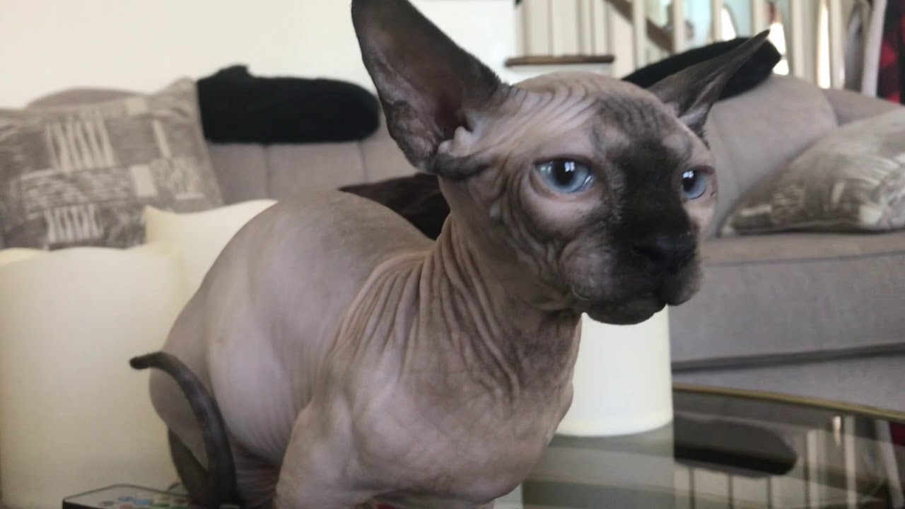 sphinx kitty and dog
