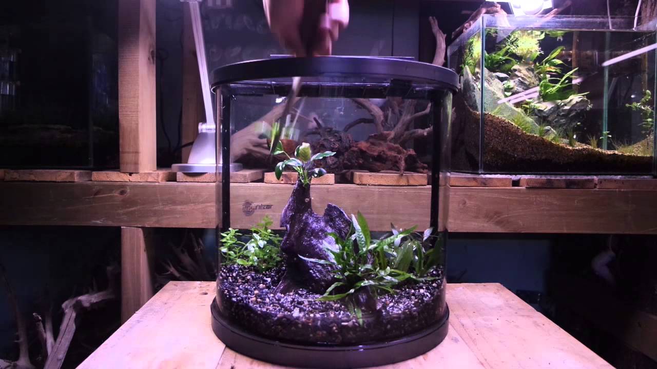 Halfmoon aquarium setup / Montaje de acuario Mini moon